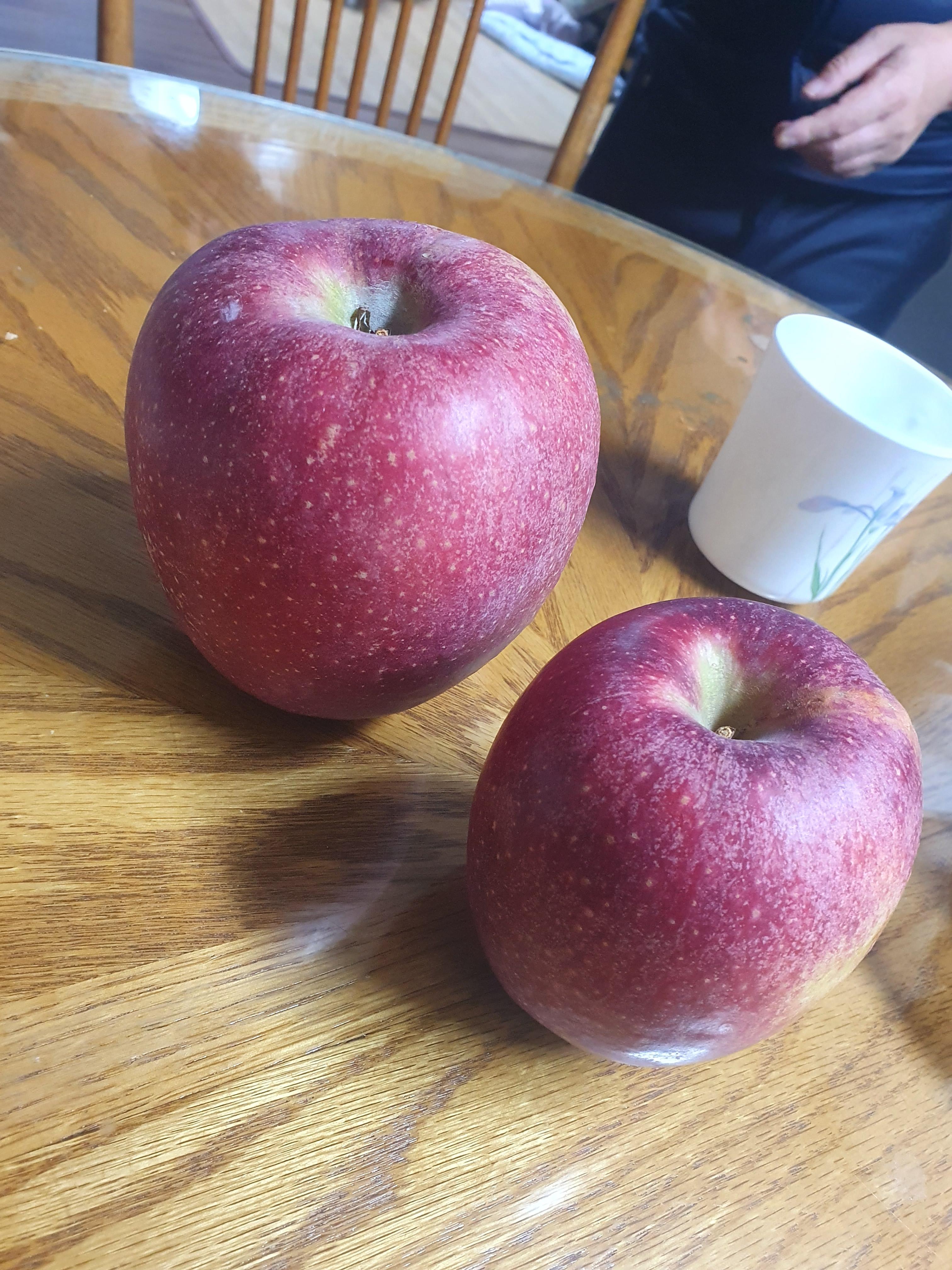 감홍사과 특대형과 중간사이즈 감홍 사과 비교사진