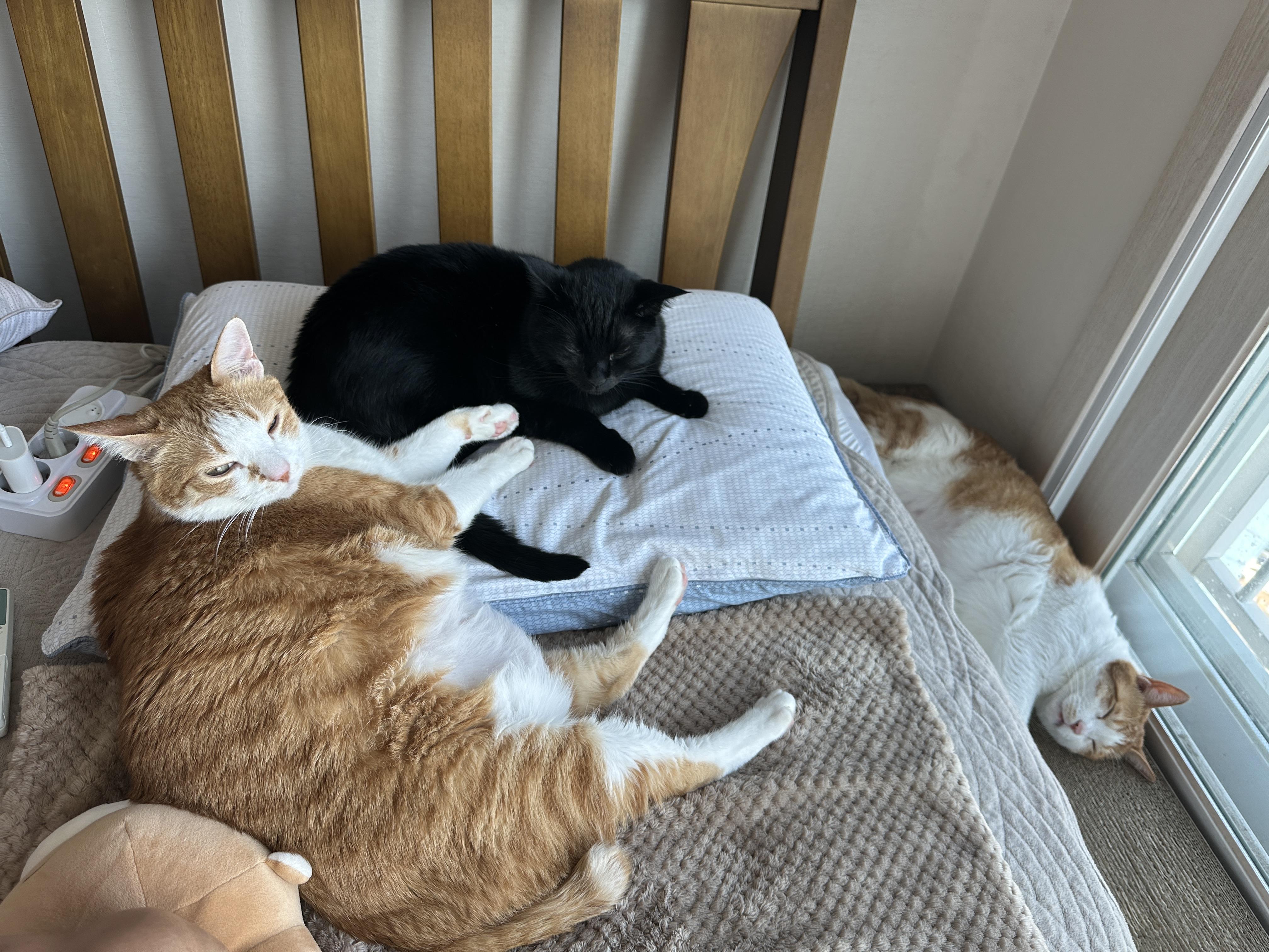 건이한테_기대서_자고_있는_호야와_창문_앞_스크래쳐_위에서_자고_있는_막둥이_3