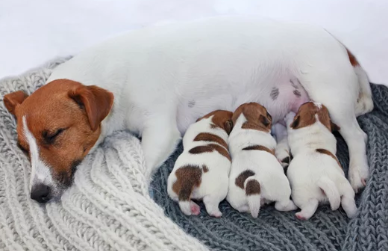 임신한 강아지/출처:어도비스톡