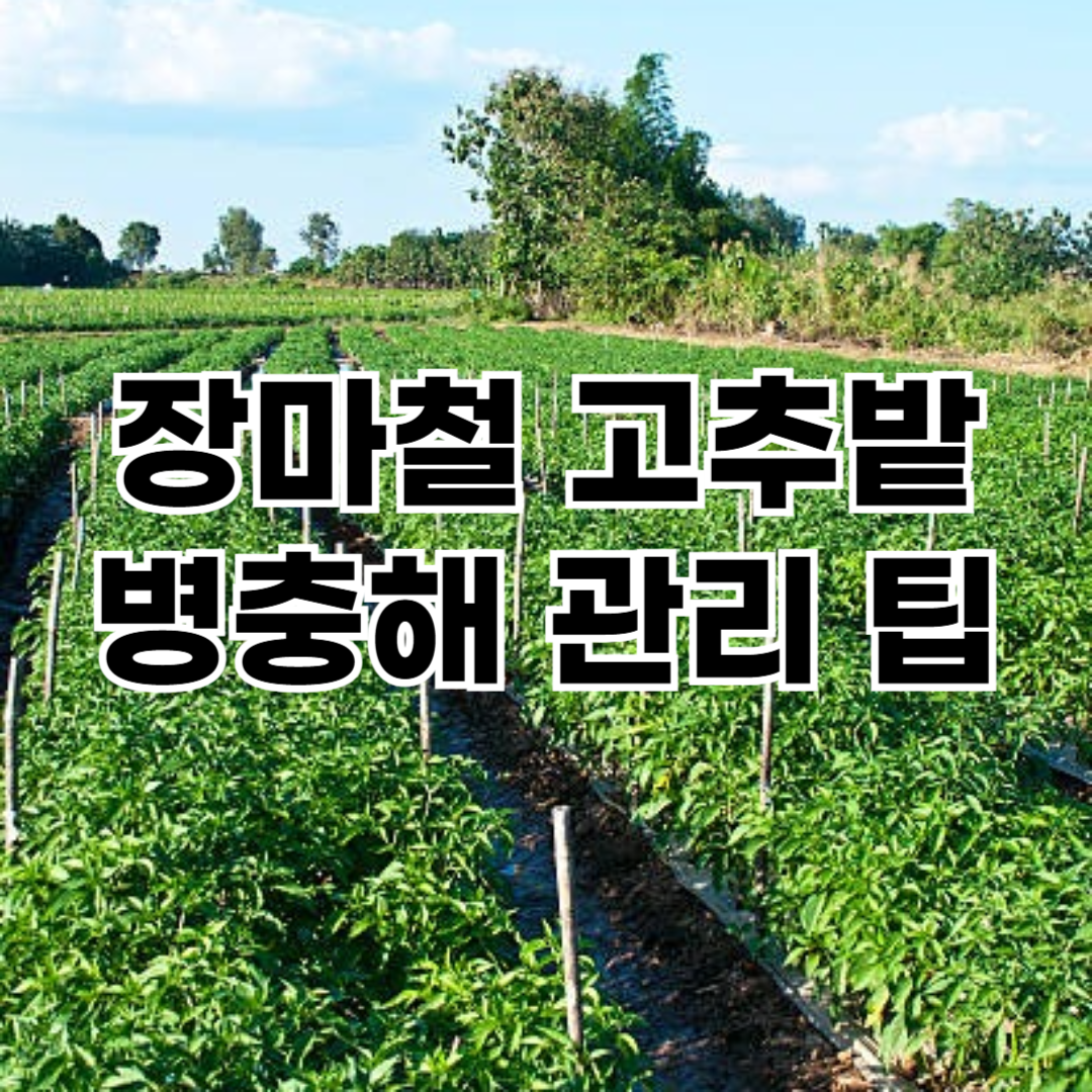 장마철 고추밭 병충해 관리 꿀팁