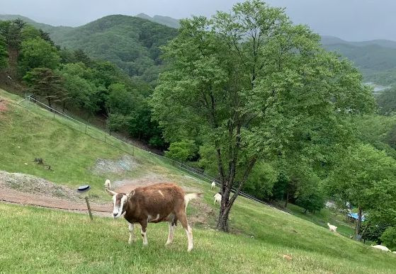몽토랑산양목장 & 몽토랑제빵소