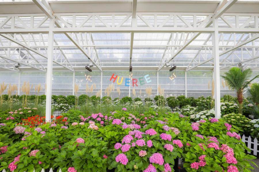 휴애리핑크뮬리축제