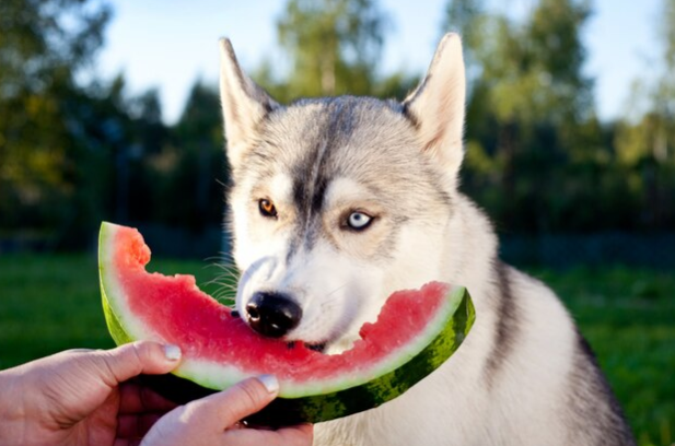 수박 먹는 강아지 사진