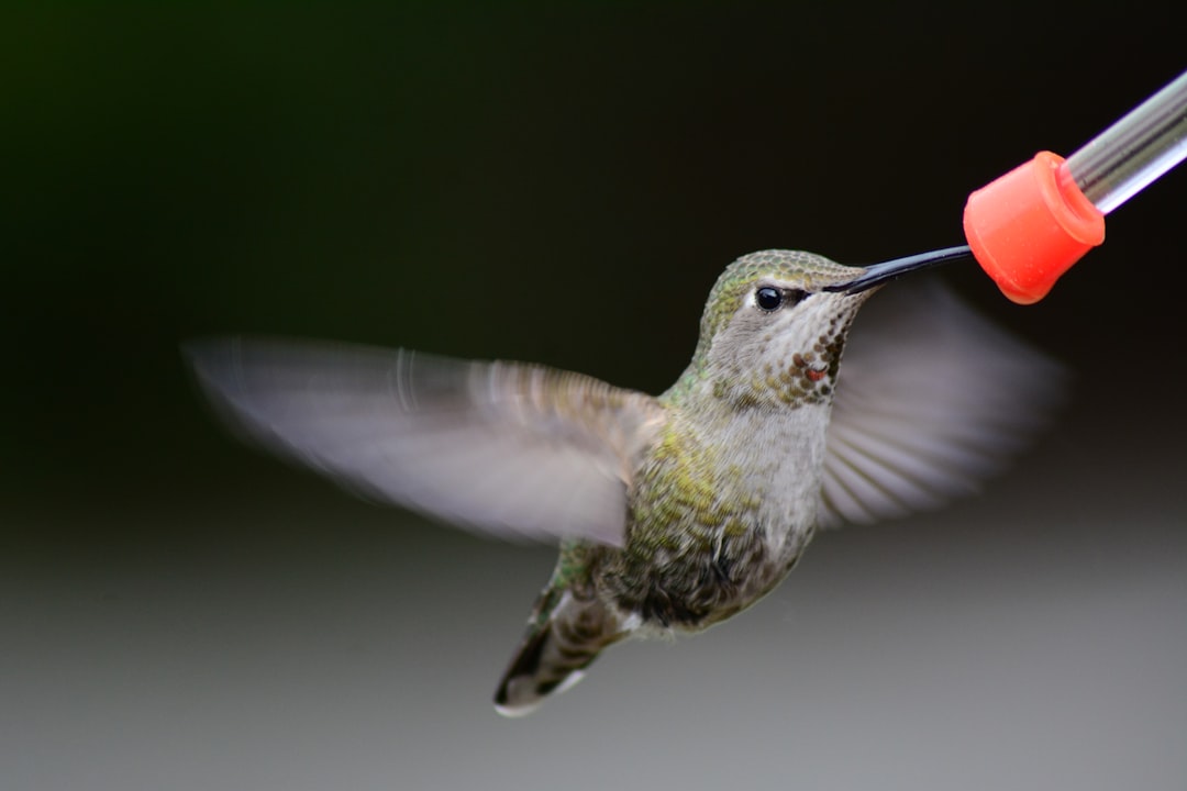 Feeder
