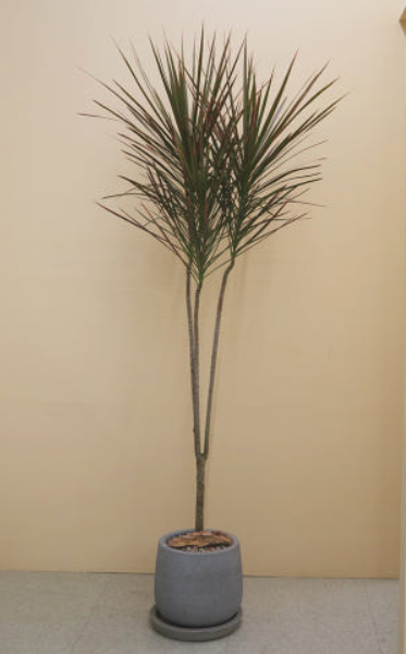 드라세나 마지나타