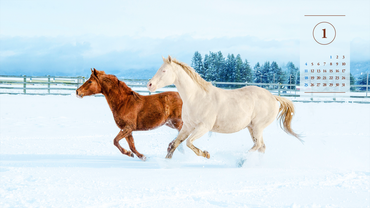 03 눈 위의 흰색 말과 갈색 말 A - 2026년1월 달력배경화면