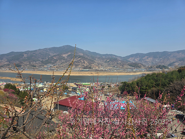 광양매화축제 실시간