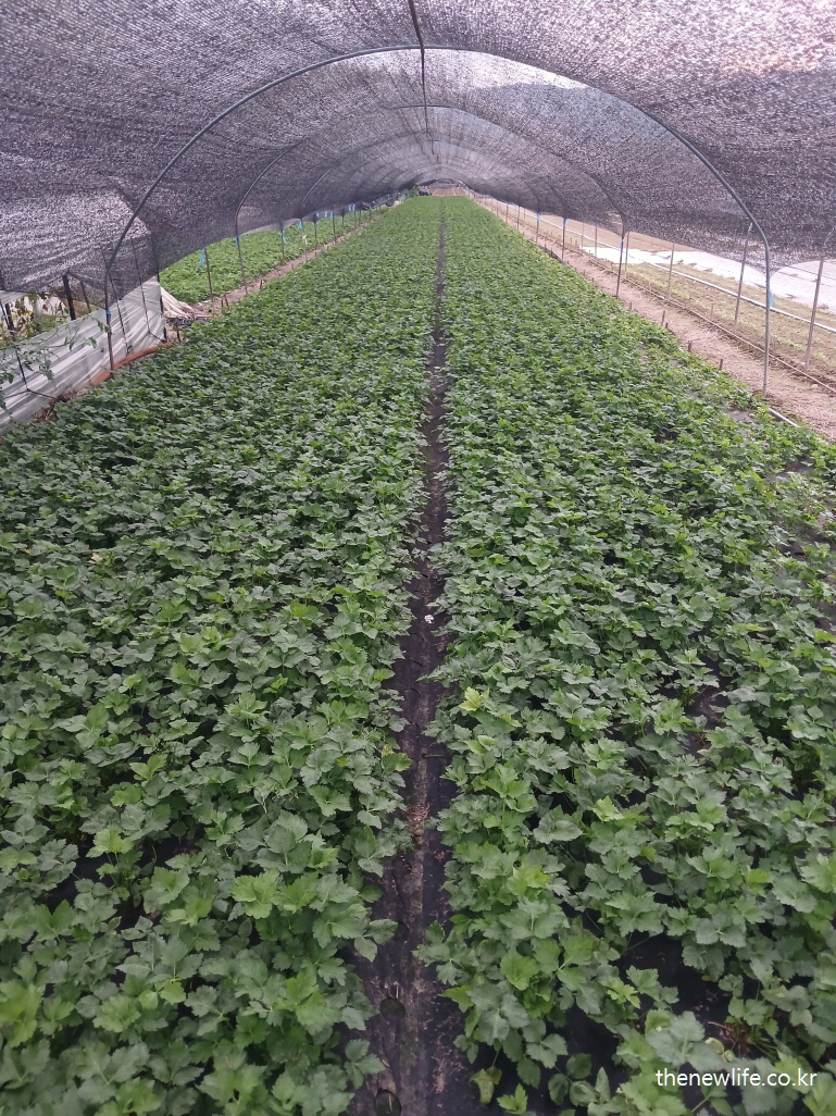 참나물 농장 전경 – 참나물 효능과 혈관 건강·고혈압·고지혈증 개선에 도움이 되는 실물 이미지