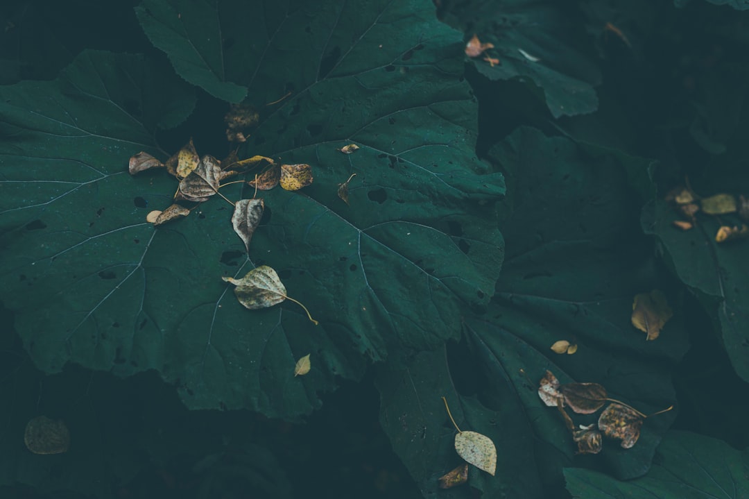 Burdock.