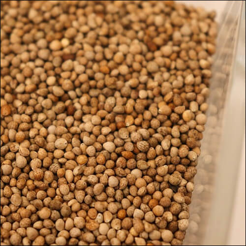 들깨가 담긴 용기