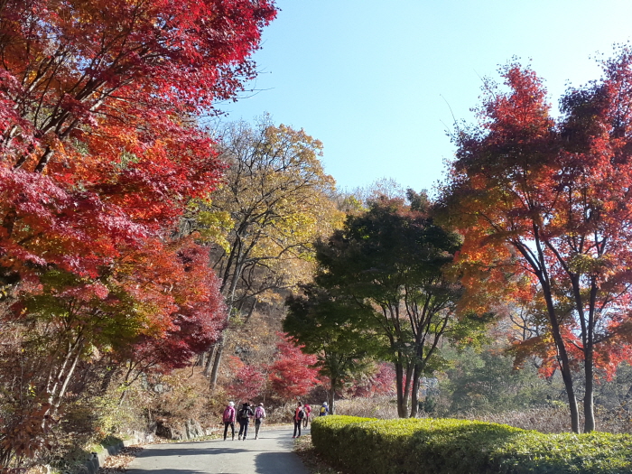 창원 편백 치유의 숲 단풍