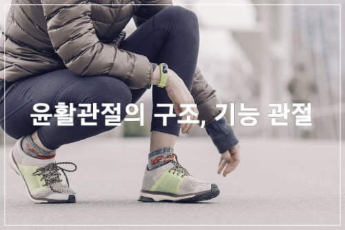 윤활관절의 구조&#44; 기능 및 관절가동기법