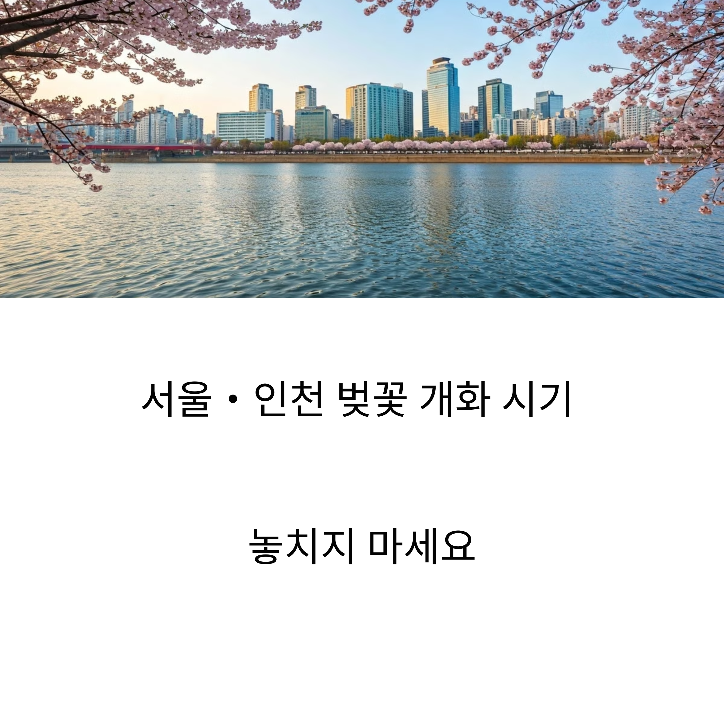 서울인천벚꽃