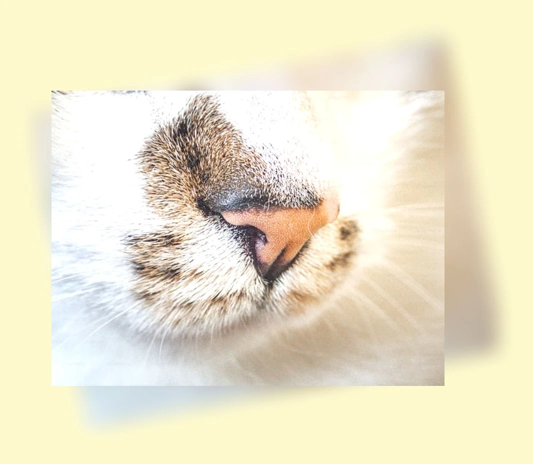 고양이 코피_3_subsection