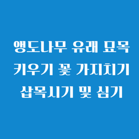 앵도나무 유래 묘목 키우기 꽃 가지치기 삽목시기 및 심기