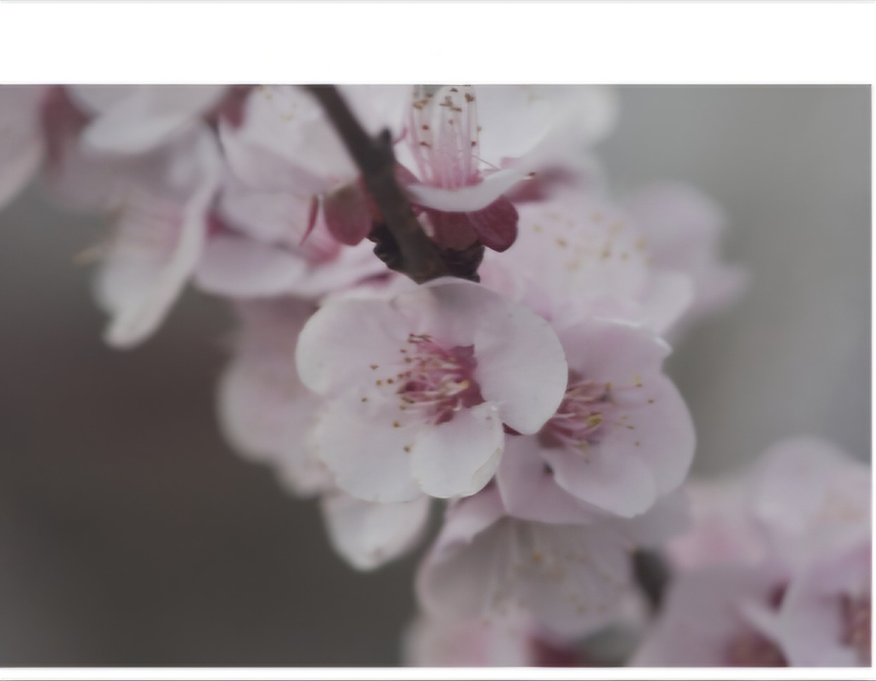 광양매화축제 숙박&amp;#44; 숙소&amp;#44; 할인