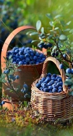 면역력에 좋은 음식 10가지 면역력 높이는 영양제 섭취하기