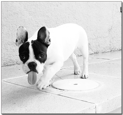 ํ๋ฅผ ๋ด๋ฐ๊ณ ์๋ ํ๋ ์น ๋ถ๋