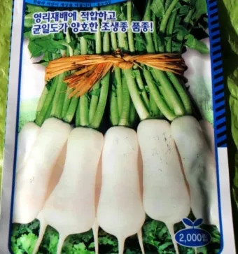 알타리무 파종시기 핵심 포인트_16