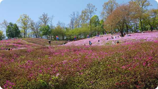 2025군포철쭉축제 안내