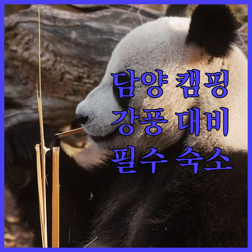 전남 담양 대나무 숲 캠핑 바람 대비..