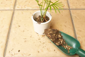 테이블야자 분갈이 방법