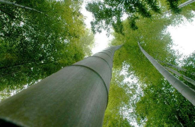 담양의 상징인 대나무 숲