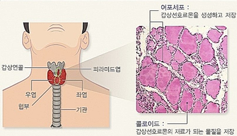 갑상선 구조