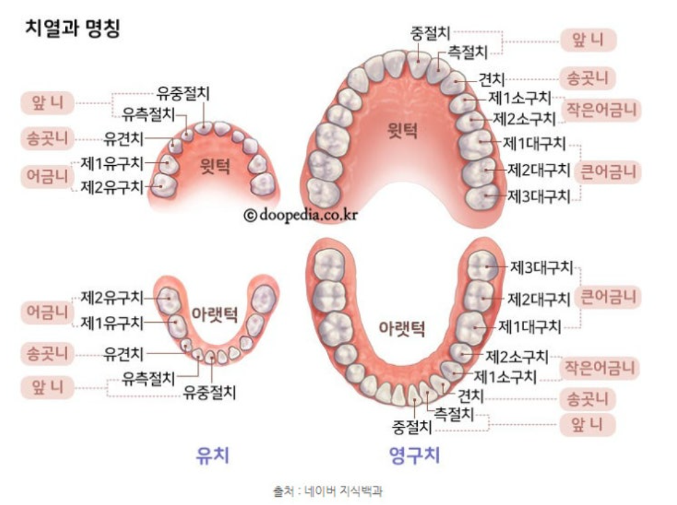 치열과-명칭