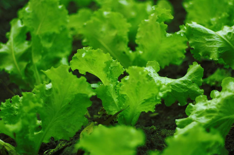 초보자를 위한 상추 키우기 이미지