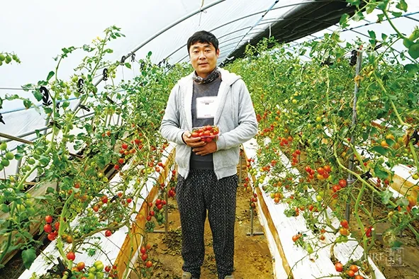 방울토마토 재배 화분 키우기 적심 유인 당도 관리_7