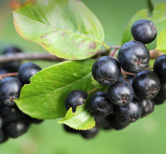 아로니아 효능과 아로니아 먹는 방법