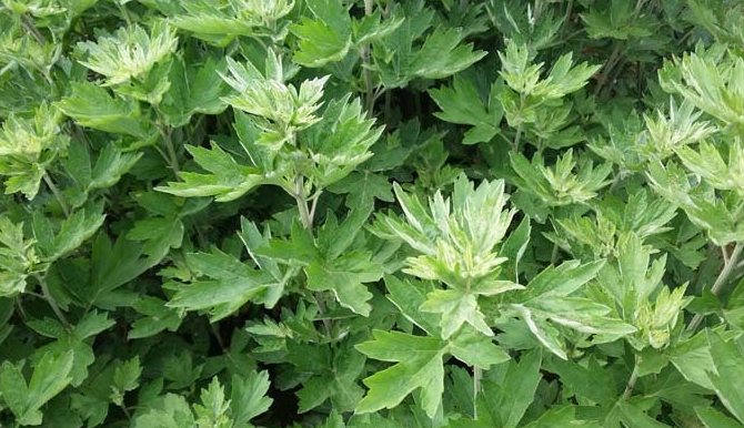 약쑥 효능 11가지