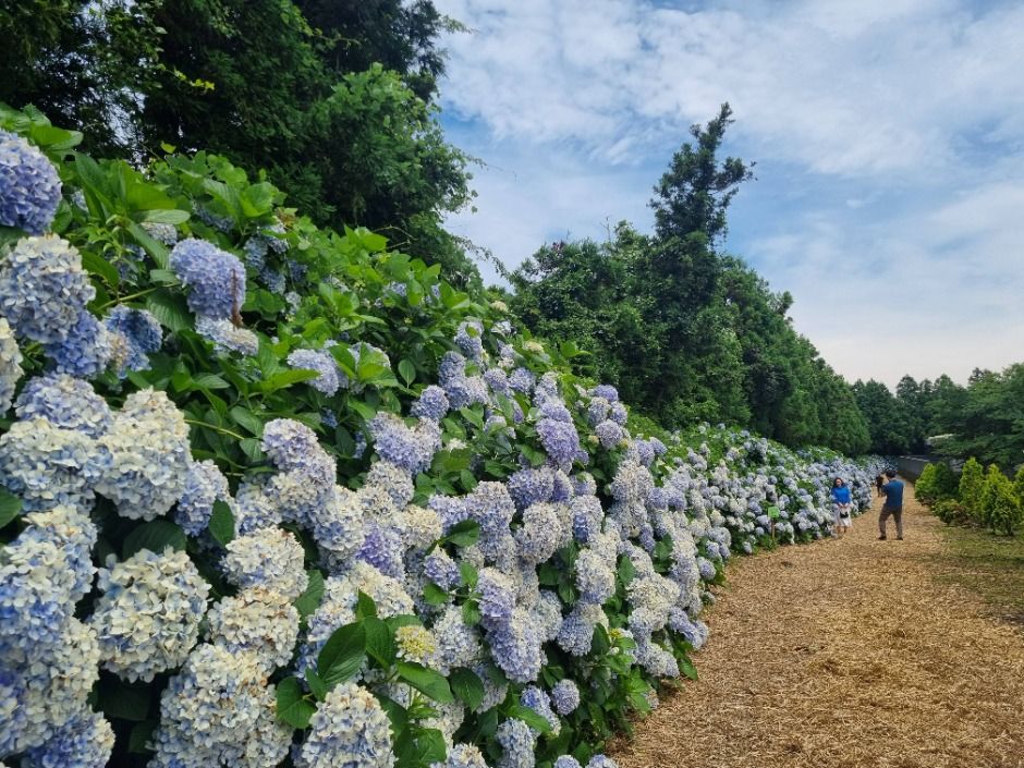 보롬왓 수국 정원