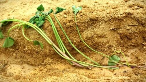 고구마-밤고구마-호박고구마-황금고구마-모종-심기-심는방법