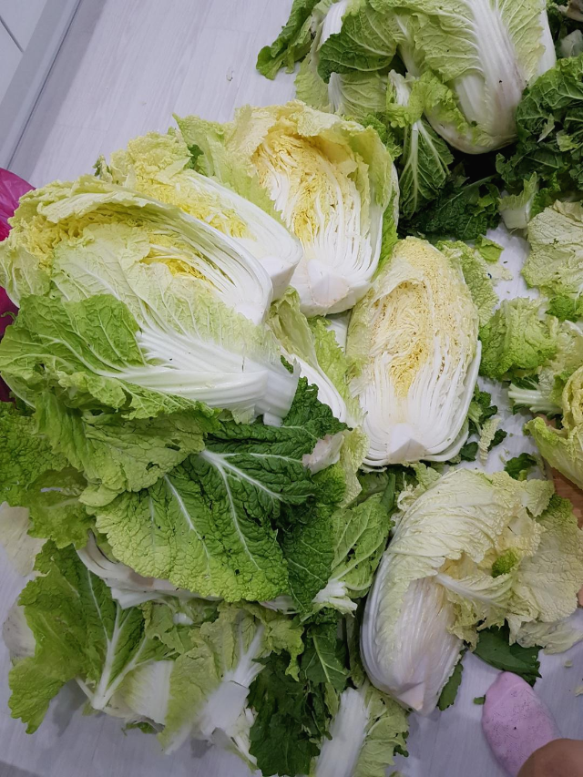 올해김장배추가격