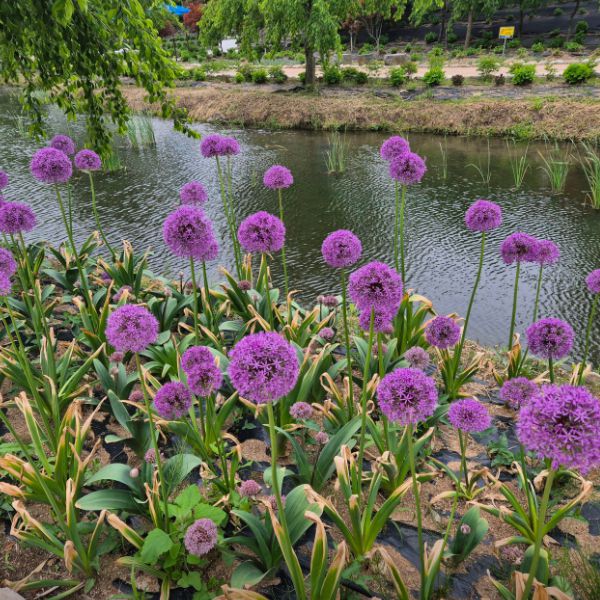 유구 색동수국정원