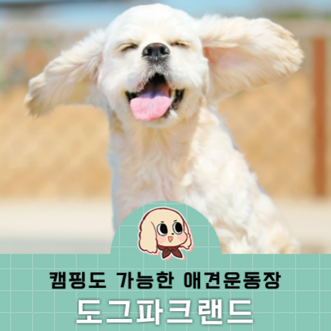 용인 애견전용 캠핑장 도그파크