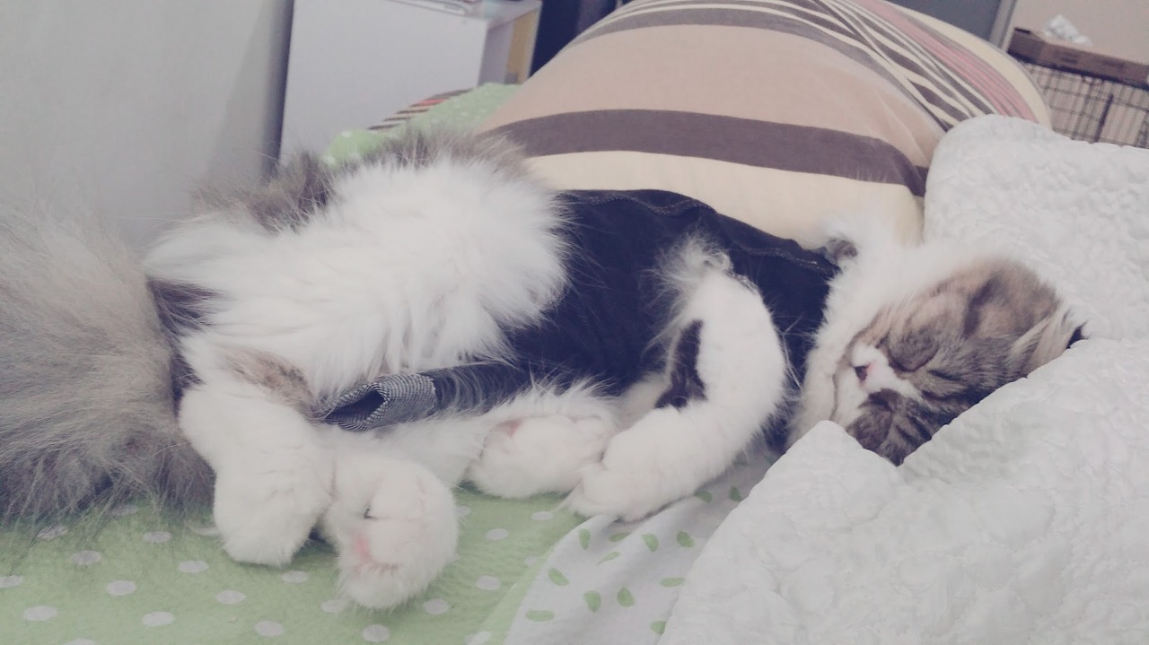 레깅스로 만든 환묘복을 입고 자는 로제(페르시안 고양이)