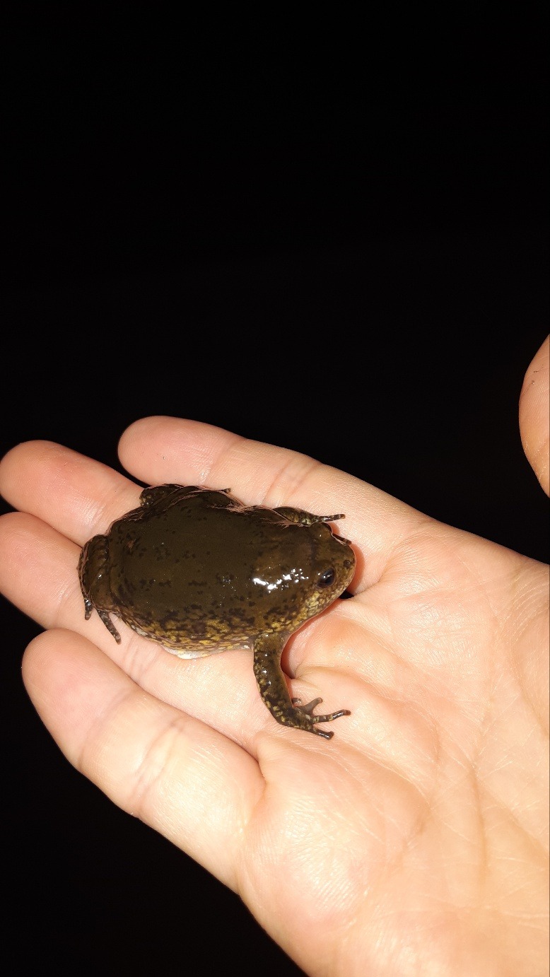 맹꽁이를 지켜야하는 이유와 보호법