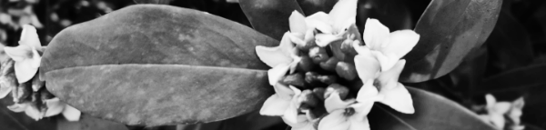 천리향 키우기: 물주기