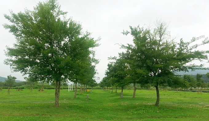 여주 이포보 캠핑장 예약