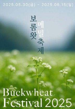 보롬왓 메밀꽃 축제