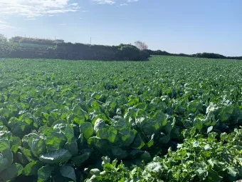 6월에 심는 밭작물 채소_3