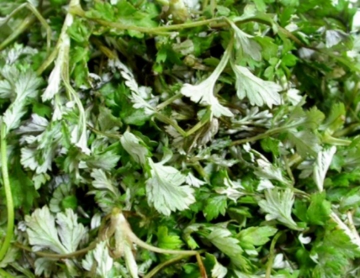 들에서-자란-쑥