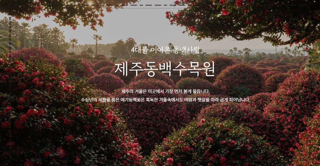 제주 겨울 동백꽃 명소 TOP 5 & 여행 팁 (2026 겨울·초봄)