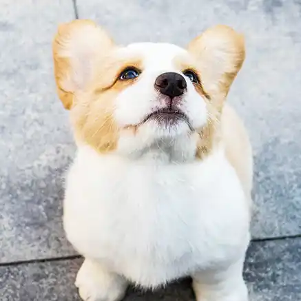 반려견 등록 여부 조회