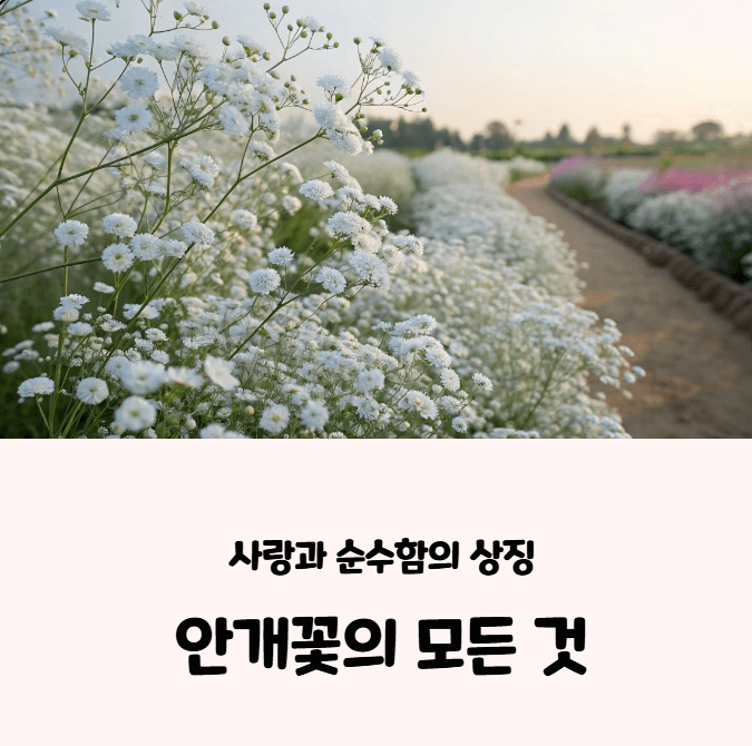 안개꽃 키우기