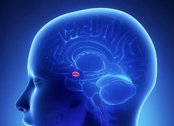 amygdala