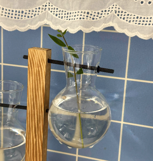 올리브나무 물꽂이 방법